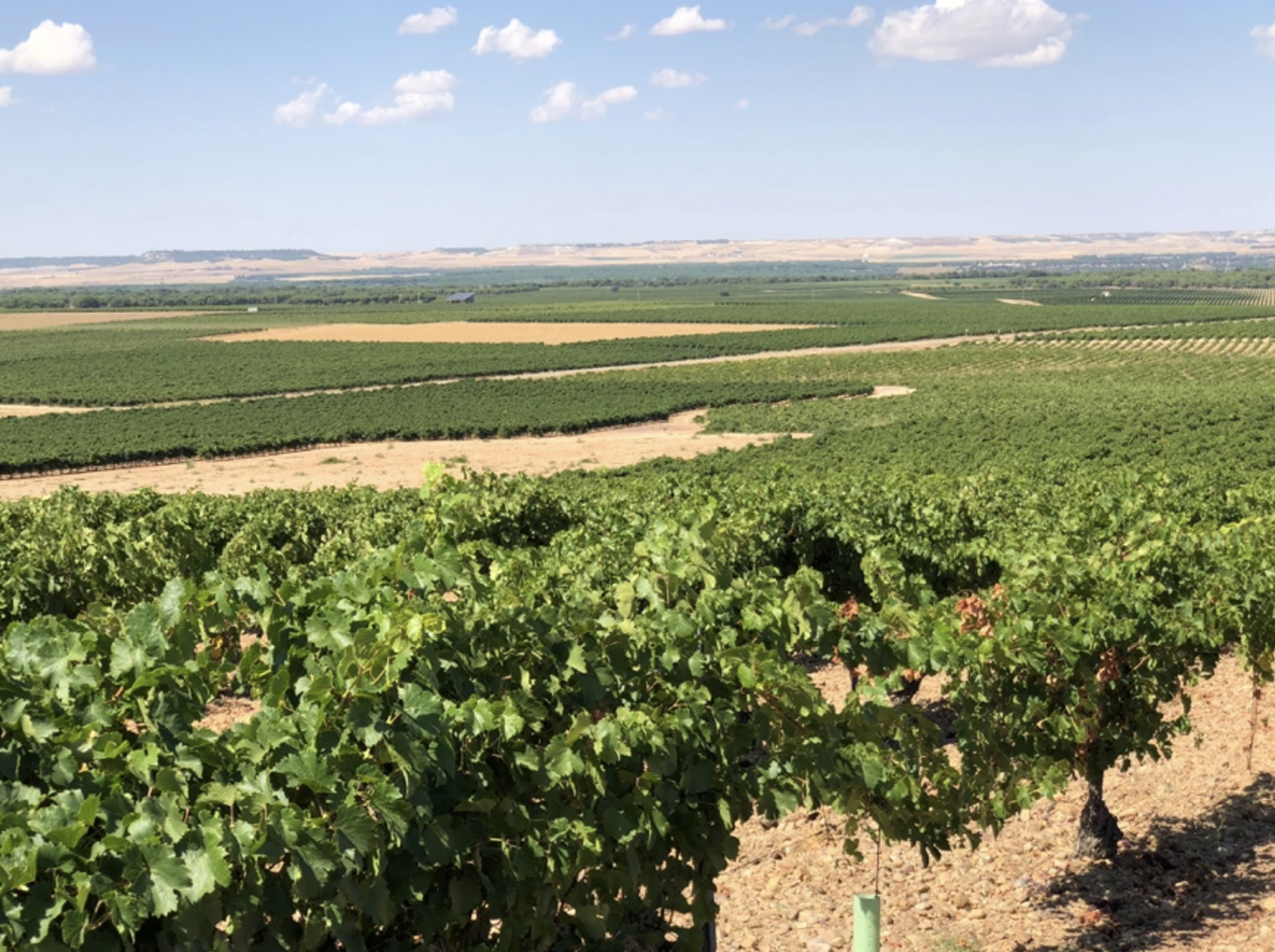 view of Verdejo vineyards in DO Rueda, Castilla y León